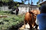 Sapi Qurban Presiden Prabowo di Kerinci (Dokumen Koridornews)