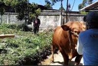 Sapi Qurban Presiden Prabowo di Kerinci (Dokumen Koridornews)