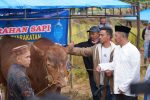 Bupati Kerinci Monadi Serahkan Sapi Qurban Presiden Prabowo