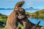 Dua Ekor Komodo Dragon