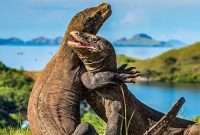 Dua Ekor Komodo Dragon