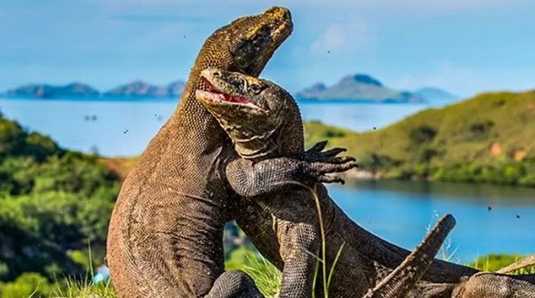 Dua Ekor Komodo Dragon
