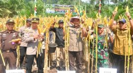 Bupati M Syukur Panen Raya Jagung di Desa Simpang Parit, Kecamatan Renah Pembarap, Kamis (25/9).