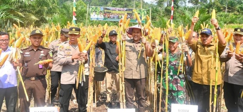 Bupati M Syukur Panen Raya Jagung di Desa Simpang Parit, Kecamatan Renah Pembarap, Kamis (25/9).