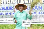 Bupati Fadhil Arief Panen Raya di Terusan,Minggu (14/09/2025)