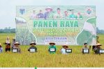 Bupati Fadhil Arief Hadiri Panen Raya dan Percepatan Tanam IP-2 di Batang Hari