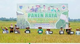 Bupati Fadhil Arief Hadiri Panen Raya dan Percepatan Tanam IP-2 di Batang Hari