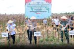 Kapolda Jambi Irjen Pol Krisno H.Siregar Panen Raya Juagung di Tanjabntim,Sabtu 27/09/2025