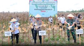 Kapolda Jambi Irjen Pol Krisno H.Siregar Panen Raya Juagung di Tanjabntim,Sabtu 27/09/2025