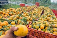 Foto : Jeruk Segar Baru Siap Panen (Dok : Istimewa)