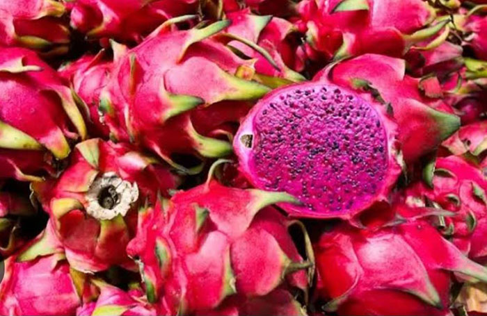 Foto : Buah Naga (Dok Istmewa)