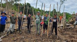 Tradis Ramai Ramai Turun Ke Ladang Di Merangin