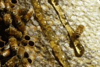 Foto : Ilustrasi Madu (Dok : Gety Image)