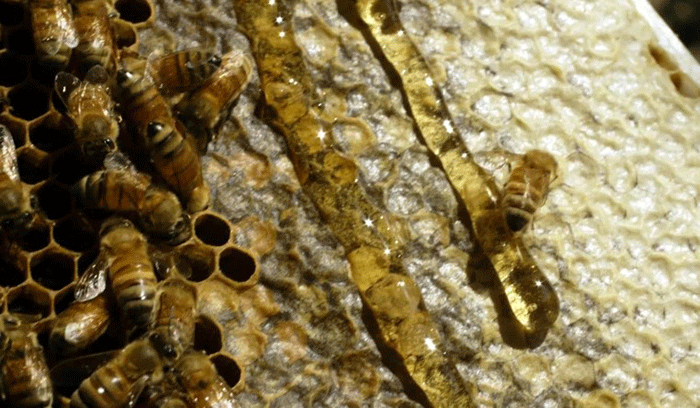 Foto : Ilustrasi Madu (Dok : Gety Image)