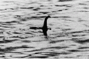 Foto : Foto : Ilustrasi Gambar monster paling terkenal muncul pada tahun 1934 di puncak kegilaan Nessie, namun foto tersebut kemudian terungkap sebagai tipuan (Dok istimewa)