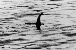 Foto : Foto : Ilustrasi Gambar monster paling terkenal muncul pada tahun 1934 di puncak kegilaan Nessie, namun foto tersebut kemudian terungkap sebagai tipuan (Dok istimewa)