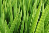 Foto : Ilustrasi Daun Pandan (Dok : Freepik )