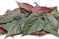 Foto : Daun Sirih Merah (Dok : Istimewa)