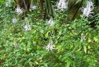 Foto : Kumis Kucing Kaya Manfaat (Sumber : Istmewa)