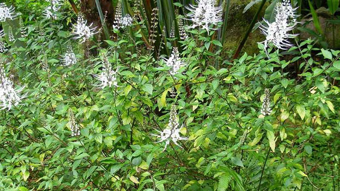 Foto : Kumis Kucing Kaya Manfaat (Sumber : Istmewa)