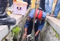 Petugas Damkar Evakuasi Puluhan Ular dari Gorong Gorong / Liputan 6