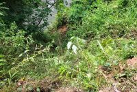 Dua Orang Hilang Usai Mobil Terjun ke Jurang di Perbatasan Merangin–Kerinci