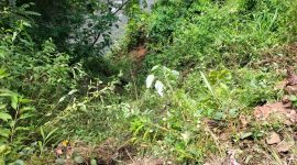 Dua Orang Hilang Usai Mobil Terjun ke Jurang di Perbatasan Merangin–Kerinci