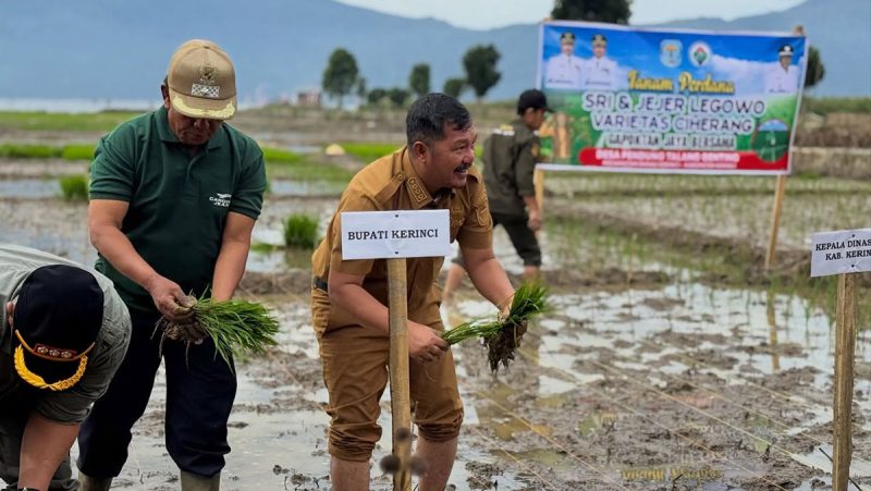 Bupati Monadi memimpin aksi tanam padi serentak untuk memanfaatkan kembali lahan terbengkalai di Danau Kerinci, Selasa (20/1).
